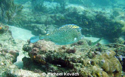 Honey comb Cowfish on the Inside Reef at Lauderdale by th... by Michael Kovach 